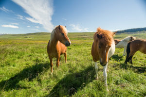 Icelandic horses (equus) on a pasture. Reykholtsdalur, Vesturland, Iceland,