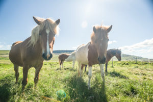 Icelandic horses (equus) on a pasture. Reykholtsdalur, Vesturland, Iceland,