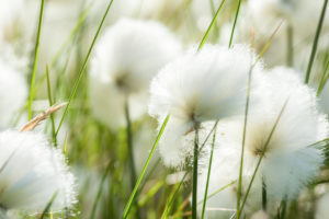 Cotton grasses (Eriophorum) grow in a meadow on Iceland. (Westfjords) Vestfirðir, Iceland, Cotton grasses (Eriophorum) grow in a meadow on Iceland. (Westfjords) Vestfirðir, Iceland,