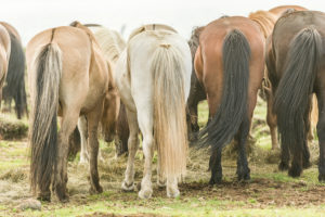 Icelandic horses (equus) on a pasture. Northern Urland Vestra, Iceland,
