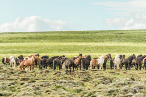 Icelandic horses (equus) on a pasture. Northern Urland Vestra, Iceland,
