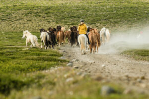 Icelandic horses (equus) gallop on a dusty gravel track. Northern Urland Vestra, Iceland,