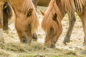 Icelandic horses (equus) on a pasture. Northern Urland Vestra, Iceland,