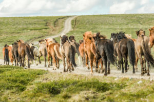 Icelandic horses (equus) gallop on a dusty gravel track. Northern Urland Vestra, Iceland,