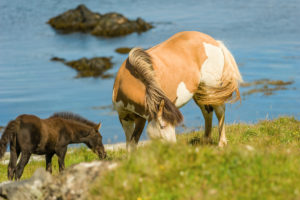 Icelandic horses (equus) on a pasture. Northern Urland Vestra, Iceland,