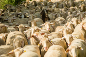 Herding down of the sheep from the mountains into the valley, Böhming, Bavaria, Germany Herding down of the sheep from the mountains into the valley, Böhming, Bavaria, Germany