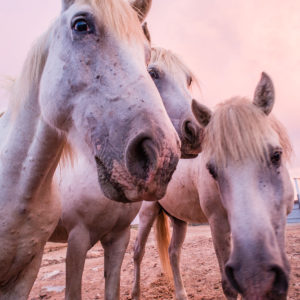 White Camargue horses (Equus) under a pink sky on a paddock of the 'France of passion', horse farm 'Manade of the Baumelles', (Les) Saintes-Maries-de-la-Mer, Bouches-du-Rhône, Camargue, Provence-Alpes-Côte d'Azur, France White Camargue horses (Equus) under a pink sky on a paddock of the 'France of passion', horse farm 'Manade of the Baumelles', (Les) Saintes-Maries-de-la-Mer, Bouches-du-Rhône, Camargue, Provence-Alpes-Côte d'Azur, France