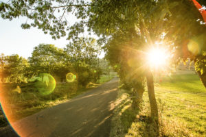 Morning mood with backlight on an old avenue of trees in the Cevennes, Lozère, Occitanie (Okzitanien), France Morning mood with backlight on an old avenue of trees in the Cevennes, Lozère, Occitanie (Okzitanien), France