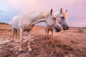 White Camargue horses (Equus) standing on the paddock under a pink twilight sky, 'France of passion', horse farm 'Manade of the Baumelles' horse's court, (Les) Saintes-Maries-de-la-Mer, Bouches-du-Rhône, Camargue, Provence-Alpes-Côte d'Azur, France White Camargue horses (Equus) standing on the paddock under a pink twilight sky, 'France of passion', horse farm 'Manade of the Baumelles' horse's court, (Les) Saintes-Maries-de-la-Mer, Bouches-du-Rhône, Camargue, Provence-Alpes-Côte d'Azur, France