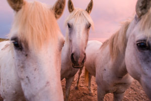 White Camargue horses (Equus) standing on the paddock under a pink twilight sky, 'France of passion', horse farm 'Manade of the Baumelles' horse's court, (Les) Saintes-Maries-de-la-Mer, Bouches-du-Rhône, Camargue, Provence-Alpes-Côte d'Azur, France White Camargue horses (Equus) standing on the paddock under a pink twilight sky, 'France of passion', horse farm 'Manade of the Baumelles' horse's court, (Les) Saintes-Maries-de-la-Mer, Bouches-du-Rhône, Camargue, Provence-Alpes-Côte d'Azur, France