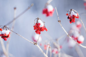 Berries of common snowball (Viburnum opulus) hang on the bush in winter, they are covered in snow. Leutkirch, Baden Württemberg, Germany Berries of common snowball (Viburnum opulus) hang on the bush in winter, they are covered in snow. Leutkirch, Baden Württemberg, Germany
