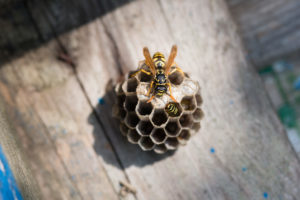 A wasp sits on its wasp nest where small eggs have already been deposited. Baden Württemberg, Germany A wasp sits on its wasp nest where small eggs have already been deposited. Baden Württemberg, Germany