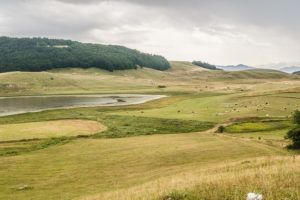 Flocks of sheep graze on the meadows at Zabljak, Durmitor National Park, Montenegro. Flocks of sheep graze on the meadows at Zabljak, Durmitor National Park, Montenegro.