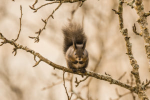 Apple tree, squirrel (Sciurus vulgaris) Apple tree, squirrel (Sciurus vulgaris)