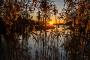 View of the evening sun through rushes over the slightly frozen city pond. Leutkirch, Baden-Württemberg, Germany View of the evening sun through rushes over the slightly frozen city pond. Leutkirch, Baden-Württemberg, Germany