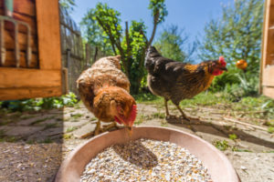 Domestic chickens (Gallus gallus domesticus) stand in front of a feeding trough in an outdoor enclosure, Leutkirch im Allgäu, Baden-Württemberg, Germany. Domestic chickens (Gallus gallus domesticus) stand in front of a feeding trough in an outdoor enclosure, Leutkirch im Allgäu, Baden-Württemberg, Germany.