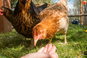 Girl feeds her domestic chickens (Gallus gallus domesticus) in an outdoor enclosure in her hands, Leutkirch im Allgäu, Baden-Württemberg, Germany. Girl feeds her domestic chickens (Gallus gallus domesticus) in an outdoor enclosure in her hands, Leutkirch im Allgäu, Baden-Württemberg, Germany.