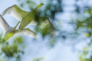 Swans (Cygnus olor) fly in the sky over the Iller near Legau, Bavaria, Germany Swans (Cygnus olor) fly in the sky over the Iller near Legau, Bavaria, Germany