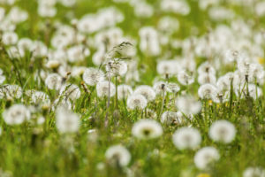 Dandelions, dandelions (Taraxacum sect. Ruderalia), on a flower meadow in Breisach, Baden-Württemberg, Germany Dandelions, dandelions (Taraxacum sect. Ruderalia), on a flower meadow in Breisach, Baden-Württemberg, Germany