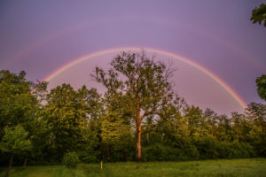 A rainbow stands directly over an old tree after a rain, Leutkirch, Baden-Württemberg, Germany. A rainbow stands directly over an old tree after a rain, Leutkirch, Baden-Württemberg, Germany.