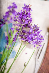 Freshly picked lavender flowers (Lavandula angustifolia, Syn. Lavandula officinalis, Lavandula vera) lie on a cloth, next to it are garden tools and a string to tie the lavender into a bouquet. Germany. Freshly picked lavender flowers (Lavandula angustifolia, Syn. Lavandula officinalis, Lavandula vera) lie on a cloth, next to it are garden tools and a string to tie the lavender into a bouquet. Germany.