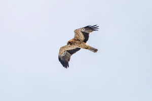 A rare booted eagle (Hieraaetus pennatus, syn.: Aquila pennata) flies in the sky in northern Sicily, Palermo, Italy.