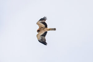 A rare booted eagle (Hieraaetus pennatus, syn.: Aquila pennata) flies in the sky in northern Sicily, Palermo, Italy.