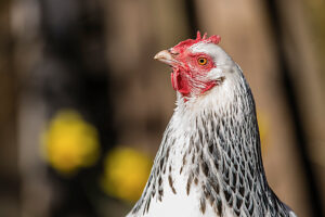 A domestic fowl (Gallus gallus domesticus) in an outdoor enclosure, Leutkirch im Allgäu, Baden-Württemberg, Germany.