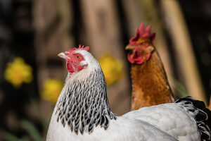 Two domestic chickens (Gallus gallus domesticus) in an outdoor enclosure, Leutkirch im Allgäu, Baden-Württemberg, Germany.