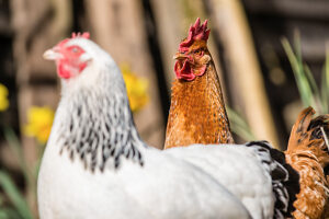 Two domestic chickens (Gallus gallus domesticus) in an outdoor enclosure, Leutkirch im Allgäu, Baden-Württemberg, Germany.