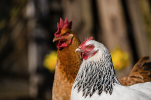 Two domestic chickens (Gallus gallus domesticus) in an outdoor enclosure, Leutkirch im Allgäu, Baden-Württemberg, Germany.