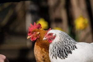 Two domestic chickens (Gallus gallus domesticus) in an outdoor enclosure, Leutkirch im Allgäu, Baden-Württemberg, Germany.