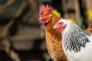 Two domestic chickens (Gallus gallus domesticus) in an outdoor enclosure, Leutkirch im Allgäu, Baden-Württemberg, Germany.