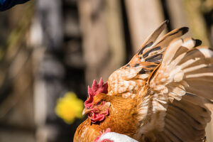 A domestic fowl (Gallus gallus domesticus) in an outdoor enclosure, Leutkirch im Allgäu, Baden-Württemberg, Germany.