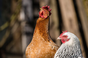 Two domestic chickens (Gallus gallus domesticus) in an outdoor enclosure, Leutkirch im Allgäu, Baden-Württemberg, Germany.