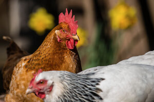 Two domestic chickens (Gallus gallus domesticus) in an outdoor enclosure, Leutkirch im Allgäu, Baden-Württemberg, Germany.