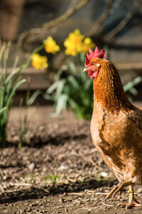 A domestic fowl (Gallus gallus domesticus) in an outdoor enclosure, Leutkirch im Allgäu, Baden-Württemberg, Germany.