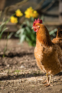 A domestic fowl (Gallus gallus domesticus) in an outdoor enclosure, Leutkirch im Allgäu, Baden-Württemberg, Germany.