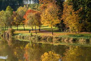 A cyclist rides under autumn-colored trees at a pond, Baden-Württemberg, Germany