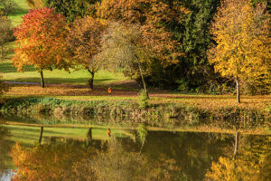 A woman walks under autumn-colored trees by a pond, Baden-Württemberg, Germany