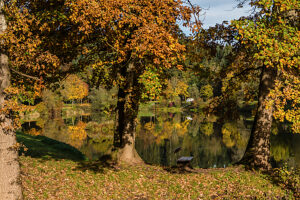 A park bench stands under an autumn-colored tree by a pond, Baden-Württemberg, Germany