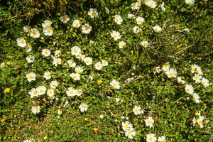 Sage-leaved cistus (Cistus salviifolius) grows in the maquis in Corsica, France. Sage-leaved cistus (Cistus salviifolius) grows in the maquis in Corsica, France.
