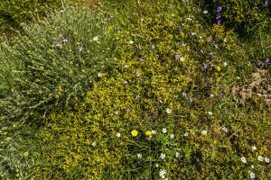 The maquis blooms colorfully in Corsica, France. The maquis blooms colorfully in Corsica, France.