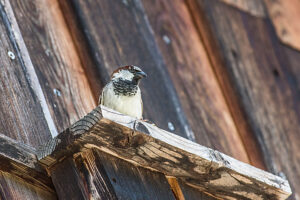 A sparrow (Passeridae) sitting on a bat box on a facade. Leutkirch, Baden Württemberg, Germany A sparrow (Passeridae) sitting on a bat box on a facade. Leutkirch, Baden Württemberg, Germany
