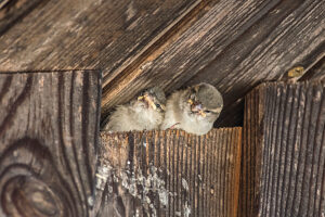 Young sparrows poke their heads out of a nesting site on a house facade. Leutkirch, Baden Württemberg, Germany Young sparrows poke their heads out of a nesting site on a house facade. Leutkirch, Baden Württemberg, Germany