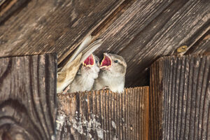 Young sparrows stick their heads out of a nesting site on a house facade with open beaks. Leutkirch, Baden Württemberg, Germany Young sparrows stick their heads out of a nesting site on a house facade with open beaks. Leutkirch, Baden Württemberg, Germany