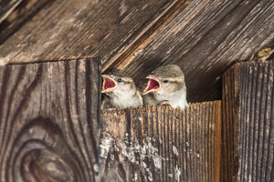 Young sparrows stick their heads out of a nesting site on a house facade with open beaks. Leutkirch, Baden Württemberg, Germany Young sparrows stick their heads out of a nesting site on a house facade with open beaks. Leutkirch, Baden Württemberg, Germany
