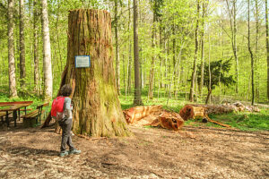 A woman reads a sign on a sawn-off sequoia tree near Heubach, Baden-Württemberg, Germany A woman reads a sign on a sawn-off sequoia tree near Heubach, Baden-Württemberg, Germany