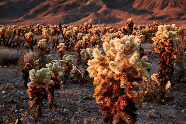 Bildagentur Mauritius Images Usa United States Of America California Palm Springs Joshua Tree National Park Cholla Cactus Garden