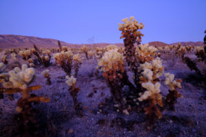 USA, United States of America, california, palm Springs, Joshua Tree National Park, Cholla Cactus Garden USA, United States of America, california, palm Springs, Joshua Tree National Park, Cholla Cactus Garden